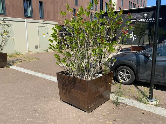 Oleander - afbeelding 3 van  5