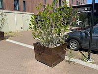 Oleander - afbeelding 3 van  5