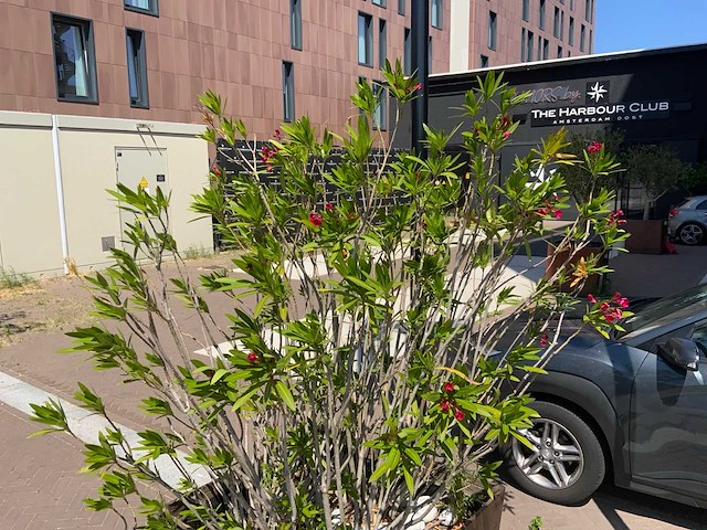 Oleander - afbeelding 4 van  5