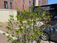Oleander - afbeelding 4 van  5