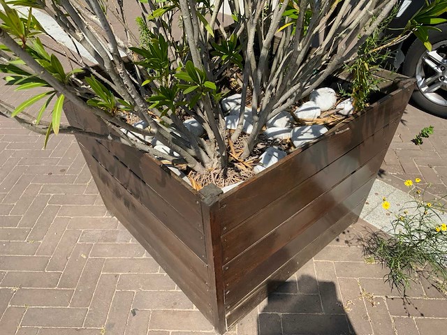 Oleander - afbeelding 5 van  5