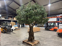 Olijf kunstboom - afbeelding 5 van  11