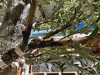 Olijf kunstboom - afbeelding 8 van  11