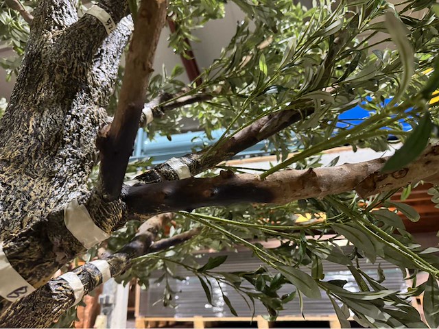 Olijf kunstboom - afbeelding 8 van  11