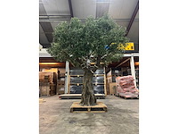 Olijf kunstboom - afbeelding 1 van  5