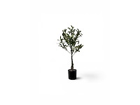 Olijf olijf kunstplant (5x) - afbeelding 2 van  5