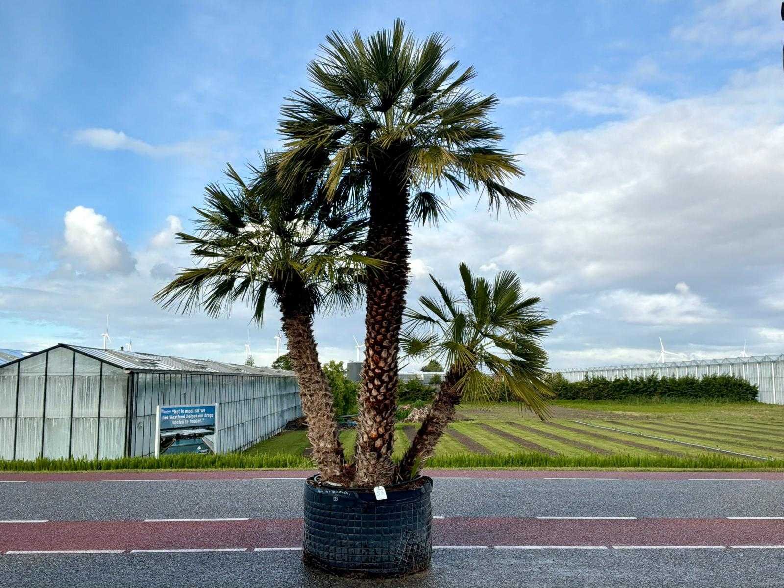 Olijfbomen, heftrucks, generatoren, hoogwerkers, elektro materialen en rijplaten.