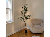 Olijfboom (12x) - afbeelding 1 van  6