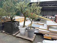 Olijfboom (2x) - afbeelding 1 van  2