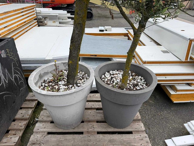 Olijfboom (2x) - afbeelding 2 van  2