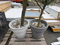 Olijfboom (2x) - afbeelding 2 van  2