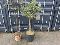 Olijfboom (2x) - afbeelding 4 van  4