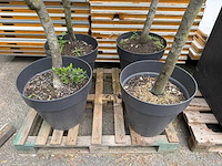 Olijfboom (4x) - afbeelding 3 van  4