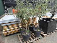 Olijfboom (4x) - afbeelding 4 van  4