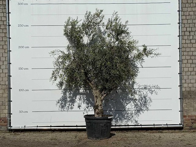Olijfboom andalucia - olea europaea - ca. 40 jaar oud - hoogte ca. 200 cm - afbeelding 1 van  3
