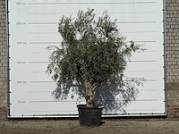Olijfboom andalucia - olea europaea - ca. 40 jaar oud - hoogte ca. 200 cm