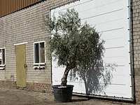 Olijfboom andalucia - olea europaea - ca. 40 jaar oud - hoogte ca. 200 cm - afbeelding 2 van  3