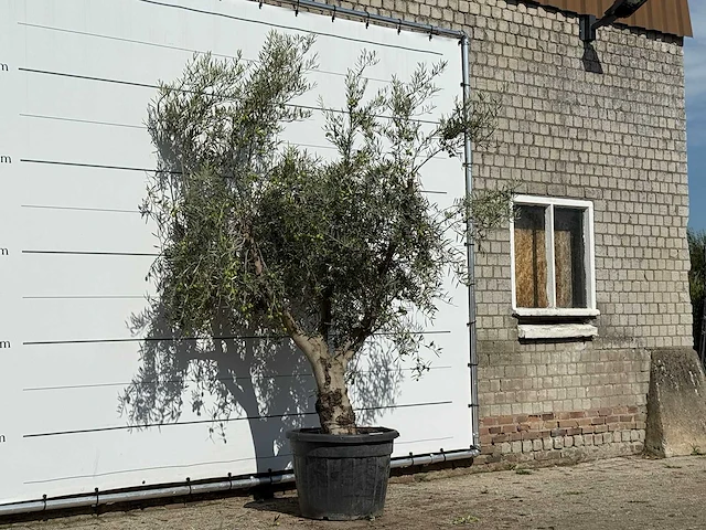 Olijfboom andalucia - olea europaea - ca. 40 jaar oud - hoogte ca. 200 cm - afbeelding 3 van  3