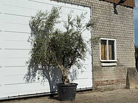 Olijfboom andalucia - olea europaea - ca. 40 jaar oud - hoogte ca. 200 cm - afbeelding 3 van  3