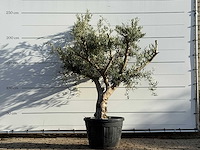 Olijfboom andalucia - olea europaea - ca. 40 jaar oud - hoogte ca. 240 cm - afbeelding 1 van  3