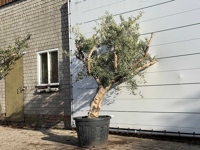 Olijfboom andalucia - olea europaea - ca. 40 jaar oud - hoogte ca. 240 cm - afbeelding 2 van  3