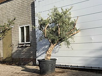 Olijfboom andalucia - olea europaea - ca. 40 jaar oud - hoogte ca. 240 cm - afbeelding 2 van  3