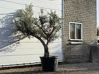 Olijfboom andalucia - olea europaea - ca. 40 jaar oud - hoogte ca. 240 cm - afbeelding 3 van  3