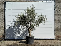 Olijfboom andalucia - olea europaea - ca. 40 jaar oud - hoogte ca. 250 cm - afbeelding 1 van  3