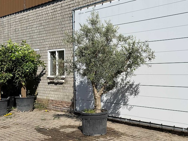 Olijfboom andalucia - olea europaea - ca. 40 jaar oud - hoogte ca. 250 cm - afbeelding 2 van  3