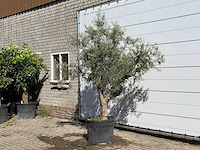 Olijfboom andalucia - olea europaea - ca. 40 jaar oud - hoogte ca. 250 cm - afbeelding 2 van  3