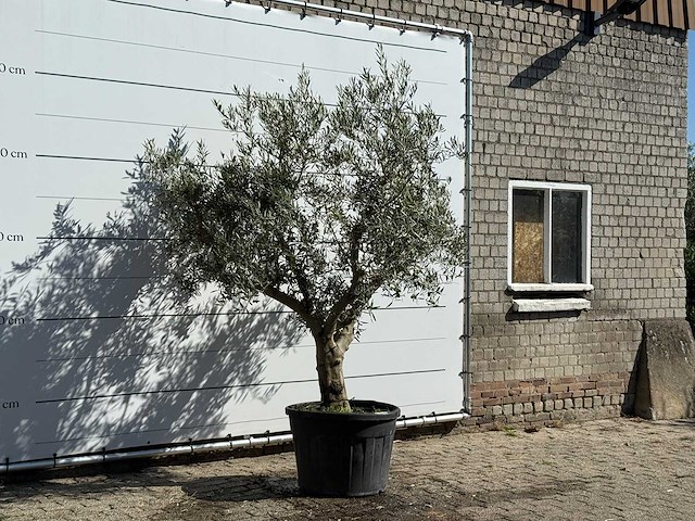 Olijfboom andalucia - olea europaea - ca. 40 jaar oud - hoogte ca. 250 cm - afbeelding 3 van  3