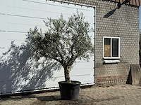 Olijfboom andalucia - olea europaea - ca. 40 jaar oud - hoogte ca. 250 cm - afbeelding 3 van  3