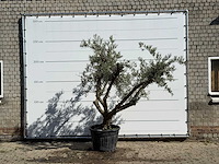 Olijfboom andalucia - olea europaea - ca. 40 jaar oud - hoogte ca. 250 cm - afbeelding 1 van  1