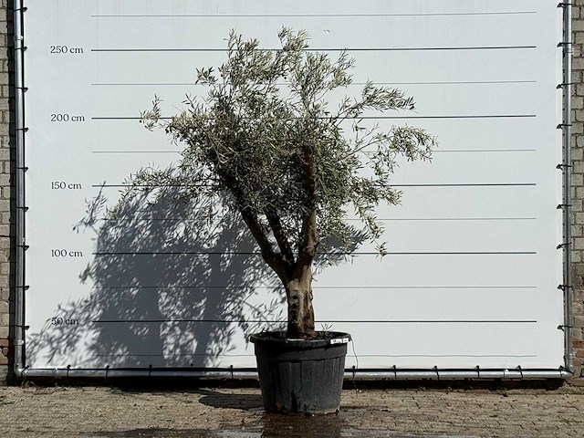Olijfboom andalucia - olea europaea - ca. 40 jaar oud - hoogte ca. 250 cm - afbeelding 1 van  3