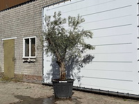 Olijfboom andalucia - olea europaea - ca. 40 jaar oud - hoogte ca. 250 cm - afbeelding 2 van  3