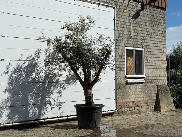 Olijfboom andalucia - olea europaea - ca. 40 jaar oud - hoogte ca. 250 cm - afbeelding 3 van  3