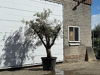 Olijfboom andalucia - olea europaea - ca. 40 jaar oud - hoogte ca. 250 cm - afbeelding 3 van  3