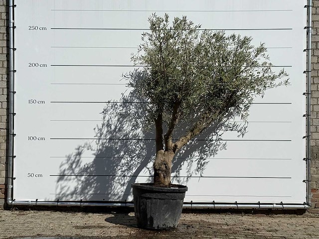 Olijfboom andalucia - olea europaea - ca. 40 jaar oud - hoogte ca. 250 cm - afbeelding 1 van  3