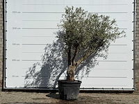 Olijfboom andalucia - olea europaea - ca. 40 jaar oud - hoogte ca. 250 cm