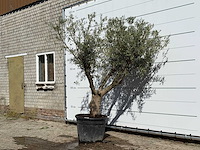 Olijfboom andalucia - olea europaea - ca. 40 jaar oud - hoogte ca. 250 cm - afbeelding 2 van  3