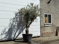 Olijfboom andalucia - olea europaea - ca. 40 jaar oud - hoogte ca. 250 cm - afbeelding 3 van  3