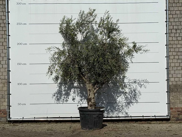 Olijfboom andalucia - olea europaea - ca. 40 jaar oud - hoogte ca. 250 cm - afbeelding 1 van  3