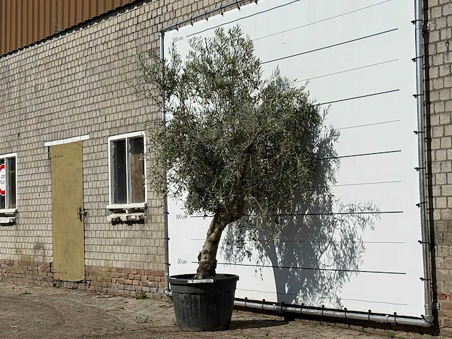 Olijfboom andalucia - olea europaea - ca. 40 jaar oud - hoogte ca. 250 cm - afbeelding 2 van  3