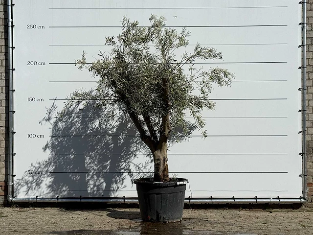Olijfboom andalucia - olea europaea - ca. 40 jaar oud - hoogte ca. 250 cm - afbeelding 1 van  3