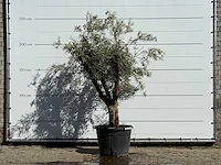 Olijfboom andalucia - olea europaea - ca. 40 jaar oud - hoogte ca. 250 cm