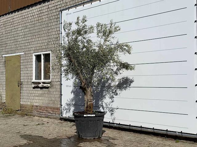 Olijfboom andalucia - olea europaea - ca. 40 jaar oud - hoogte ca. 250 cm - afbeelding 2 van  3