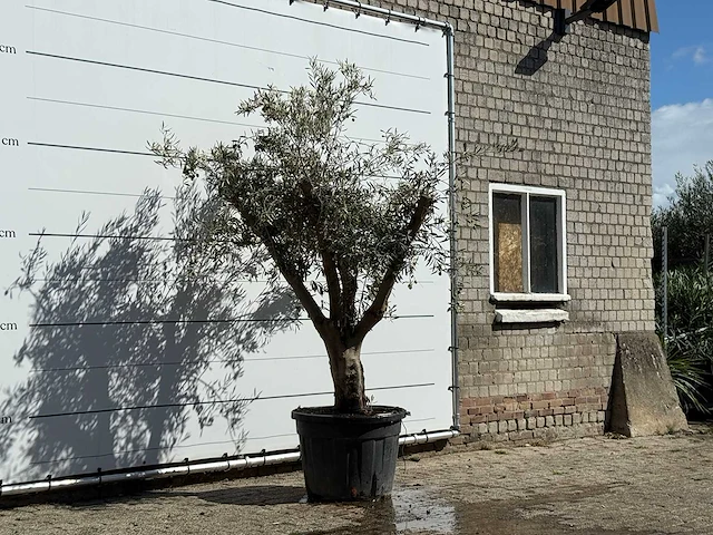 Olijfboom andalucia - olea europaea - ca. 40 jaar oud - hoogte ca. 250 cm - afbeelding 3 van  3