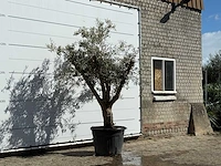 Olijfboom andalucia - olea europaea - ca. 40 jaar oud - hoogte ca. 250 cm - afbeelding 3 van  3