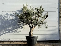 Olijfboom andalucia - olea europaea - ca. 40 jaar oud - hoogte ca. 250 cm