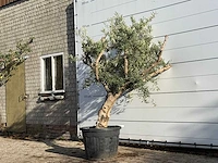 Olijfboom andalucia - olea europaea - ca. 40 jaar oud - hoogte ca. 250 cm - afbeelding 2 van  3
